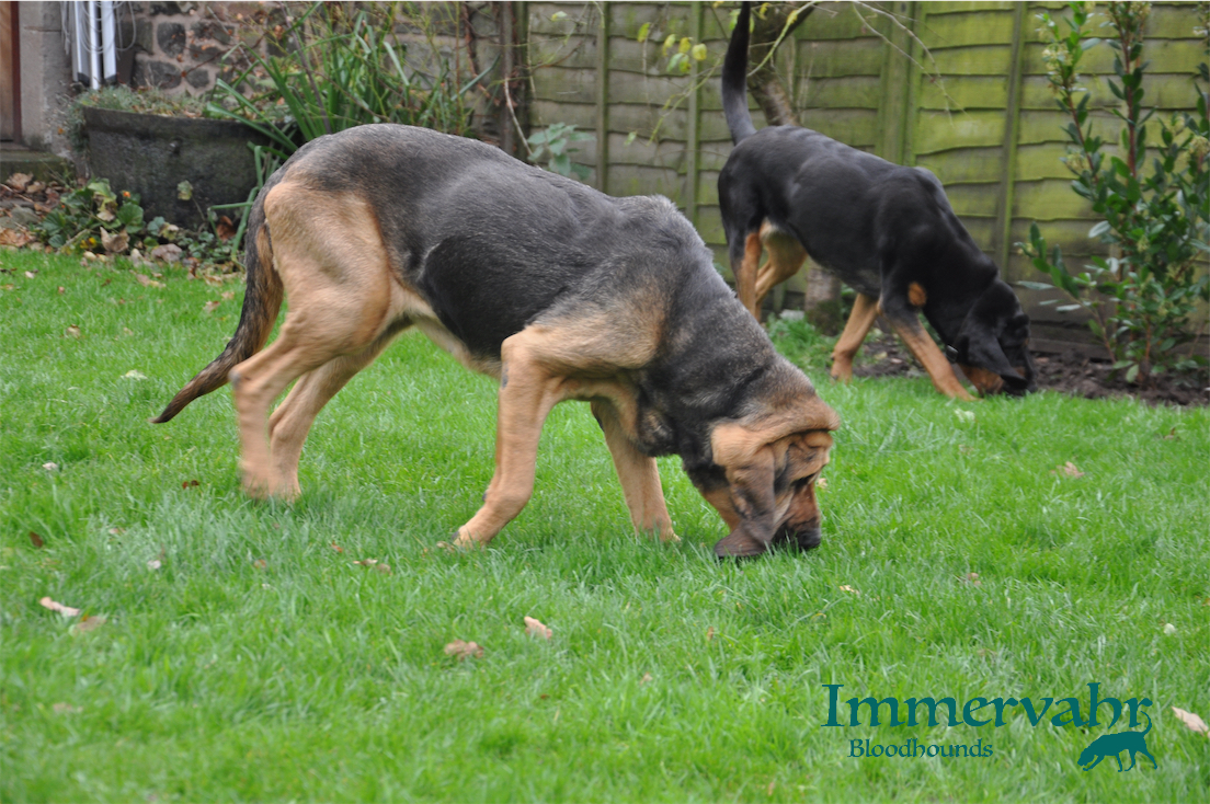two bloodhounds in the garden