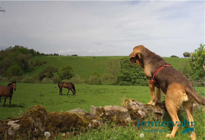 bloodhound and horses