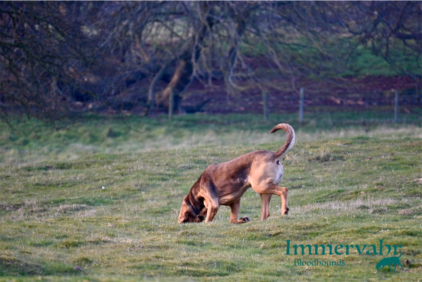 maple bay northern star in the field