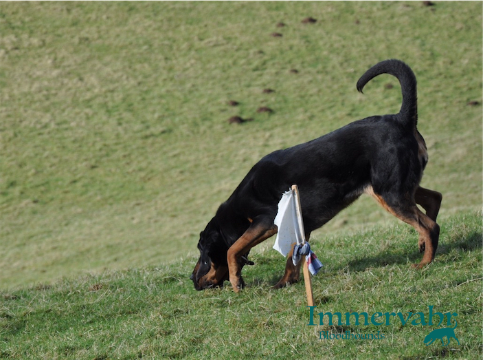bloodhound leaving the start flag
