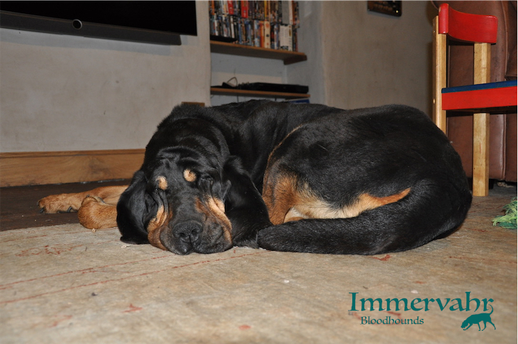 bloodhound asleep