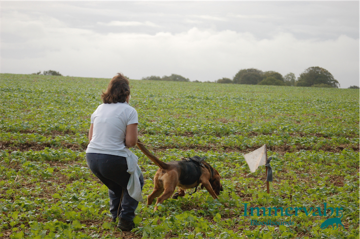 hound and handler at the flags