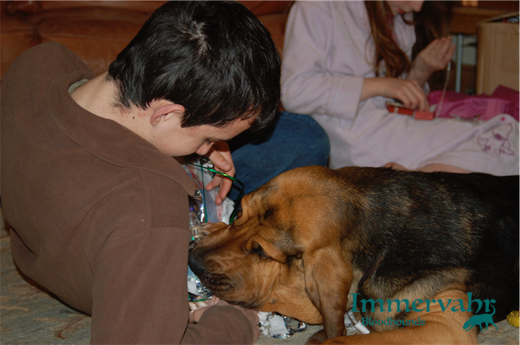 bloodhounds and christmas