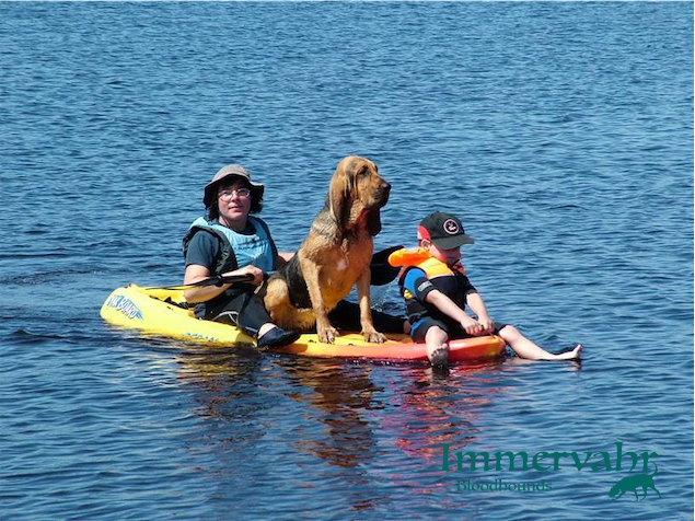 bloodhound on paddle board